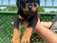 A kalite rottweiler bebekler yeni yuvalarını arıyorlar