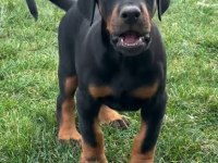 Detaylı Anlatım Ve Irk Bilgilendirmesi İle Doberman
