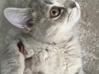 British shorthair kedimiz