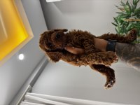 Kore Kan Red Brown Poodle