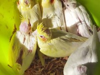 Yavru sultanlar albino