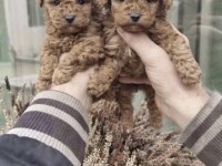 Toy Poodle Bakımlı Köpeğimiz