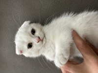 2,5 aylık akıllı uslu oyuncu erkek scottish fold