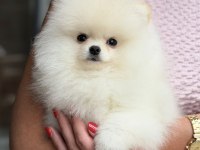 ÜST DÜZEY BİBLO ERKEK POMERANİAN BOO