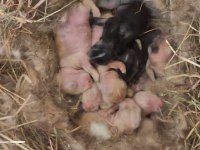 Hollanda teddy lop tavşan yavruları