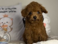 Dişi Kore poodle
