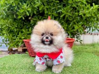 Safkan Pomeranian Boo Yavrularımız