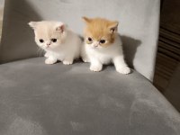 Exotic shorthair 2 aylık erkekler