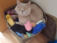British Shorthair 5 Yaşında Erkek Ankara