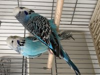 Show jumbo muhabbet kuşu yavrular