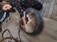 Kısırlaştırılmamış biri dişi ve biri erkek 8 aylık ragdoll