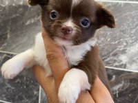 Chihuahua Yavru Köpeğimiz
