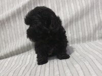 Morkie yavru