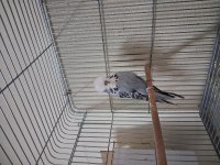 Show jumbo muhabbet kuşu