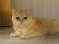 British Shorthair Golden