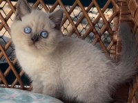 Masmavi Gözleriyle BluePoint British Shorthair