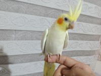 Yavru Sultan Papağanı Ele Alışkın