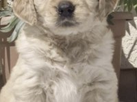 Golden Retriever Köpekler