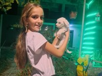 Dişi maltese bebeğime yuva arıyorum izmir