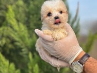 Sağlık Garantili Maltipoo Yavrular