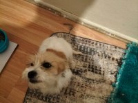 Suporting lucas terrier konuşulur