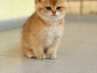 British Shorthair golden Erkek Yavrular