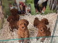 Çook Özel Pırıl Pırıl Saf Kan Kore Kan Poodle Yavrular