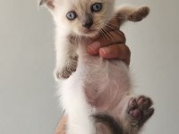 British blue point mavi göz ve scottish fold düşük kulak