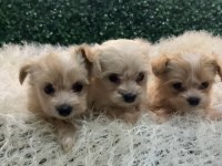 MALTİPOO BEBEKLERİ