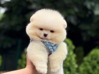 Sevimli pomeranian boo