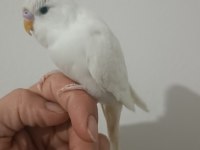 Ele kola alışık iri erkek yavru muhabbet kuşu