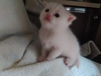 Scottish fold yavrularımız sahiplendirilecektir