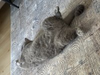 Yakışıklı erkek kedim oğlum Duman