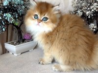 British longhair dişi ny11