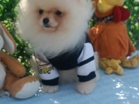 Orijinal pomeranian Boo