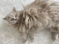 Kısırlaşmış British longhair İstanbul