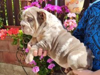 SİTENİN EN RENKLİ EN MÜTEVAZİ BULLDOG ŞEKERLERİ