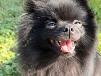 Pomeranian Prensesimize Yeni Yuva Arıyoruz