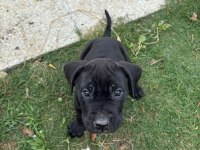 Cane Corso Safkan Yavru