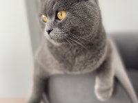 Scottish fold kızımız mia sahiplendirilecektir