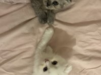 2 adet scottish fold Ankara