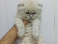 Bu british longhair güzellikler kaçmaz