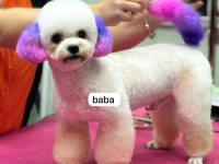 Kore maltese terrier bebeklerimiz