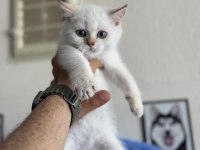 Ankaranın en güzel british shorthair yavruları