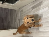 1 yaşında İngiliz cocker Alvin
