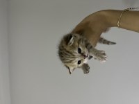 Uysal dişi scottish fold