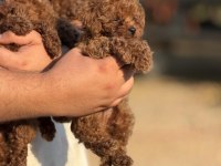 Büyümeyen Teacup Kore Poodle