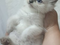Safkan anne babadan british shorthair ayı surat yavrular