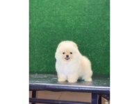 Pomeranian boo yavrularımız