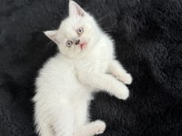 ERKEK BEYAZ BRİTİSH SHORTHAİR KEDİSİ